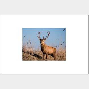 Red deer stag stares at the camera Posters and Art